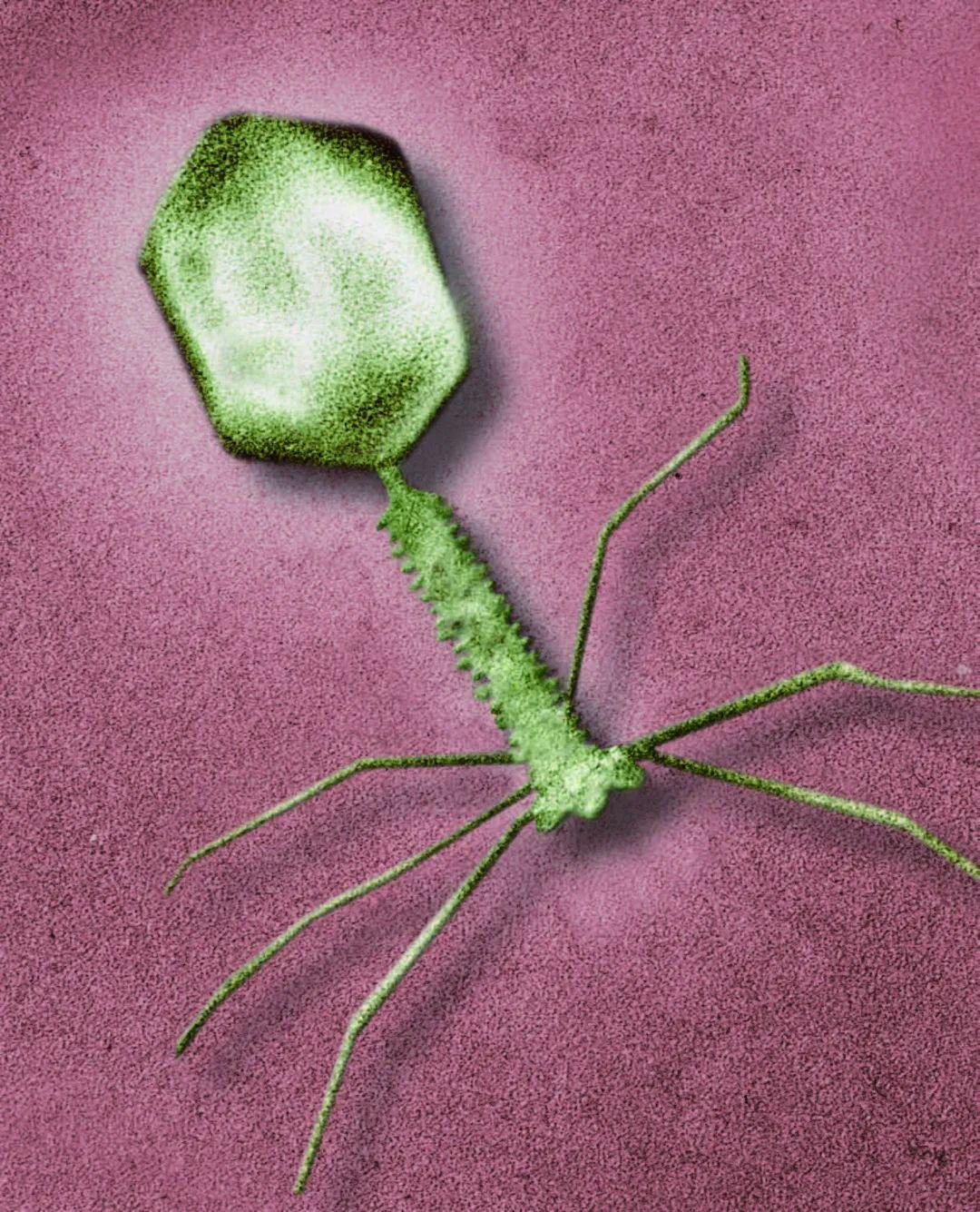 肠杆菌噬菌t4的电镜照片你所知道的或不知道的病毒,当它们以视觉方式