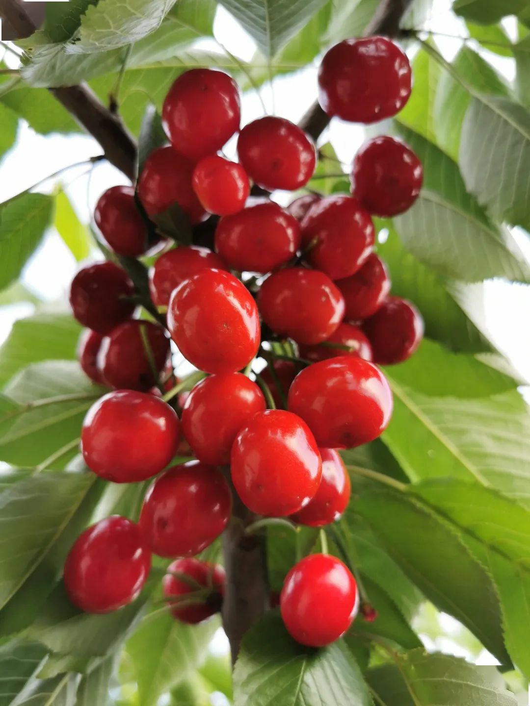 摇曳妩媚,十分壮观露出玲珑剔透火红的笑脸园中的大樱桃初夏,遇见硕果