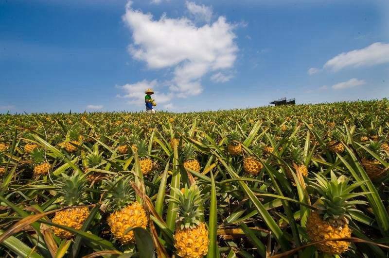 00后游戏主播孤影直播助农为徐闻菠萝代言自购5万斤送湖北