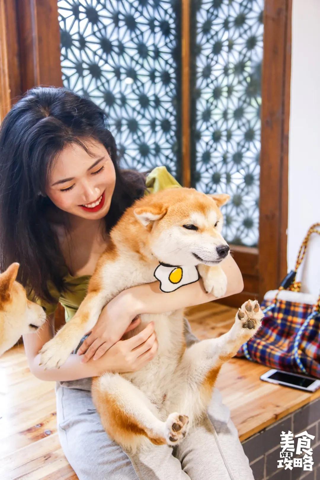 前方高萌许昌惊现柴犬休闲站分分钟拍爆手机