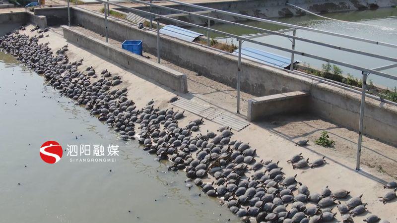 泗阳小伙扎根农村养乌龟带领村民共致富_养殖