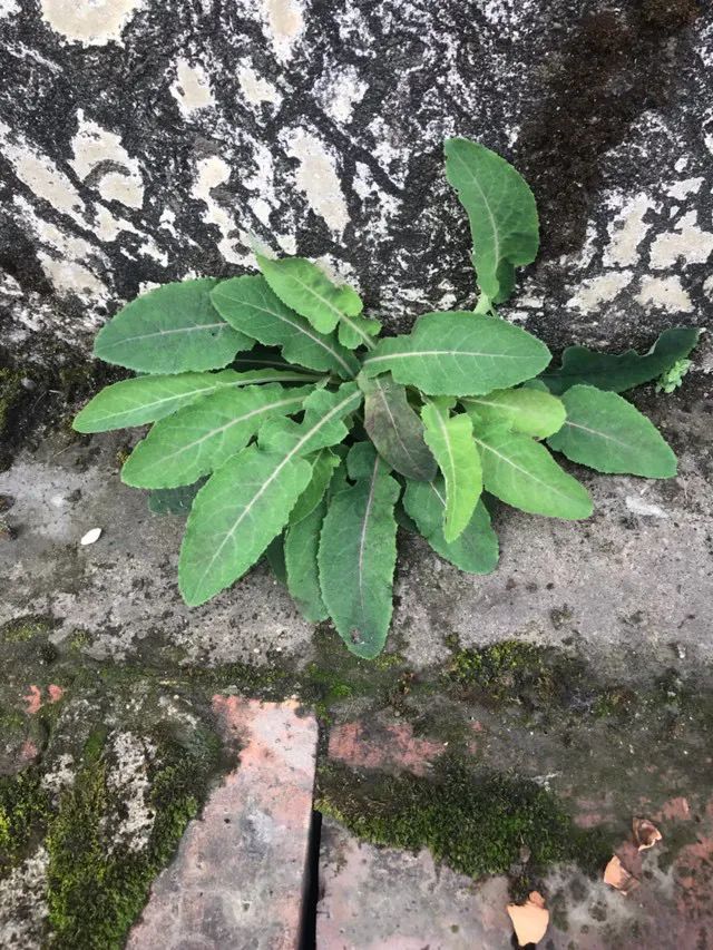 在城市中寻找夹缝中的野菜记录生活的点滴
