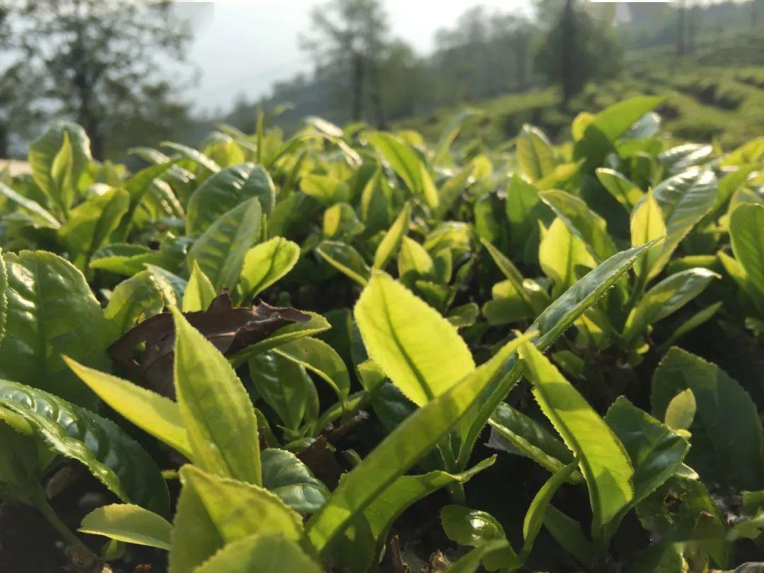 南涧党外知识分子走进茶企开展联谊,为南涧茶产业发展建言献策_茶叶