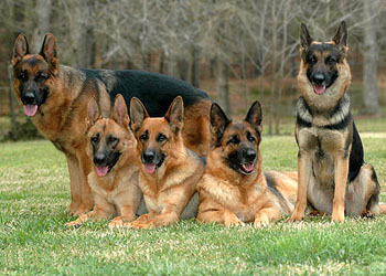 世界名犬图鉴其中你认识几个精品收藏向