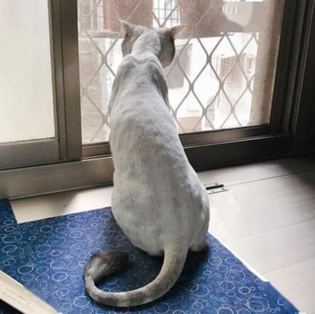 美短猫剃完毛超瘦,主人差点认不出,猫:人家是虚胖_猫咪