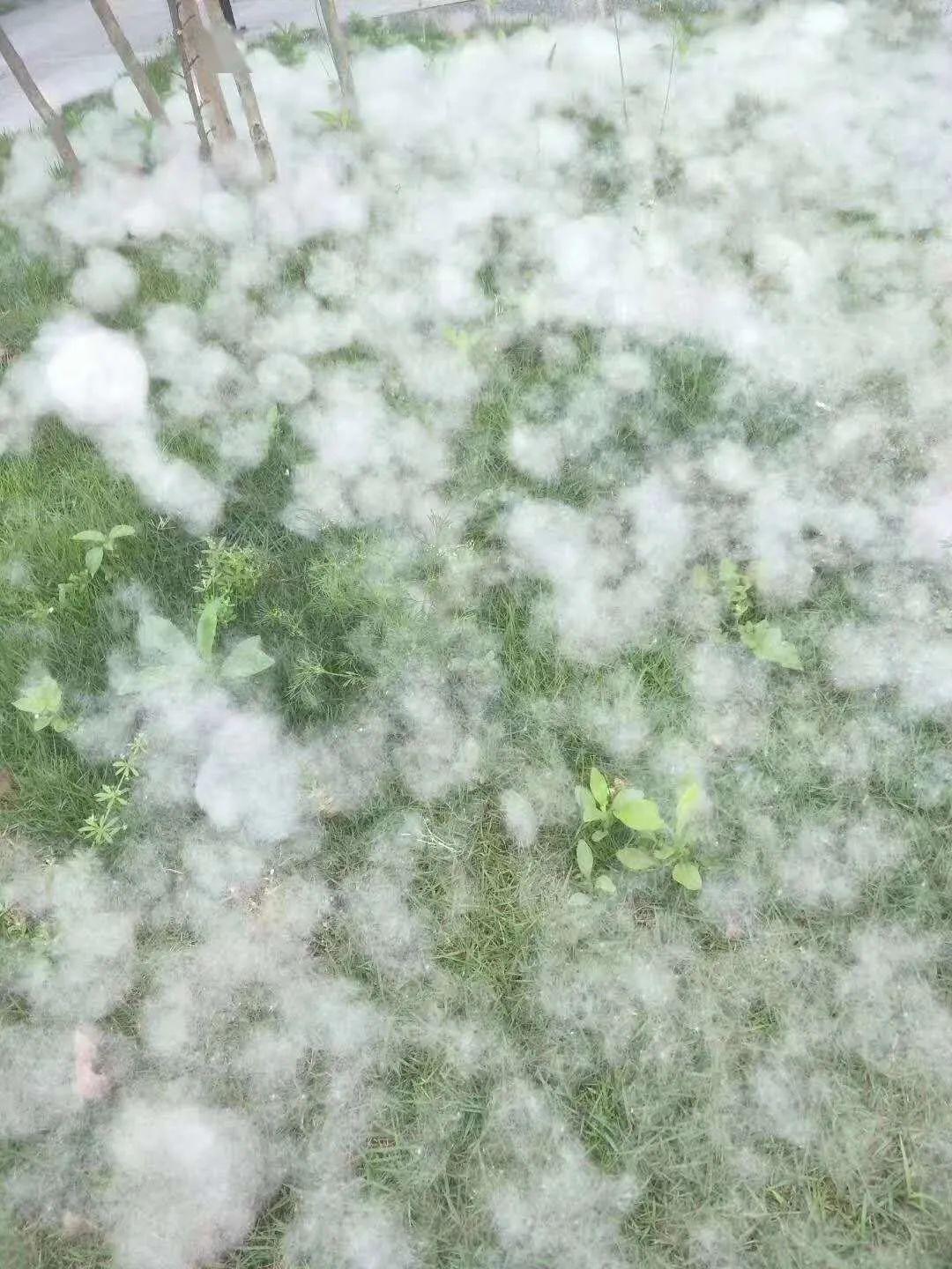 飞絮满天敏感人群注意防护