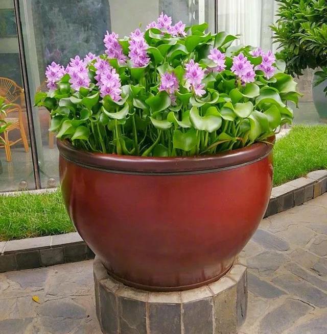 原创30斤的大水缸拿来养花成宝贝怪不得都抢着要