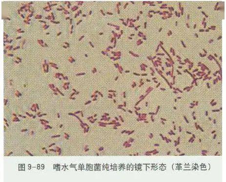 病原体:假,气单胞杆菌,黏细菌,弧菌或者黄杆菌溃烂的头胸甲溃烂的头