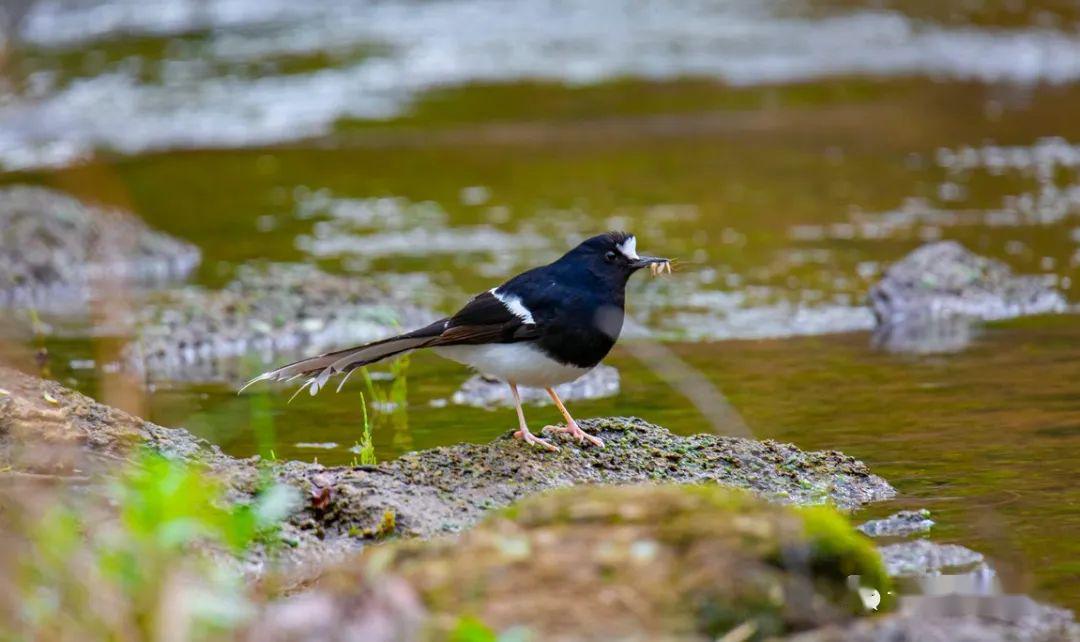 陕西省神木市发现稀有鸟类白额燕尾
