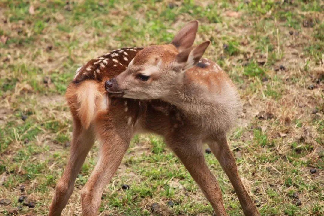 萌翻网友的"奈良小奶鹿" ,一出生就面临生存危机.