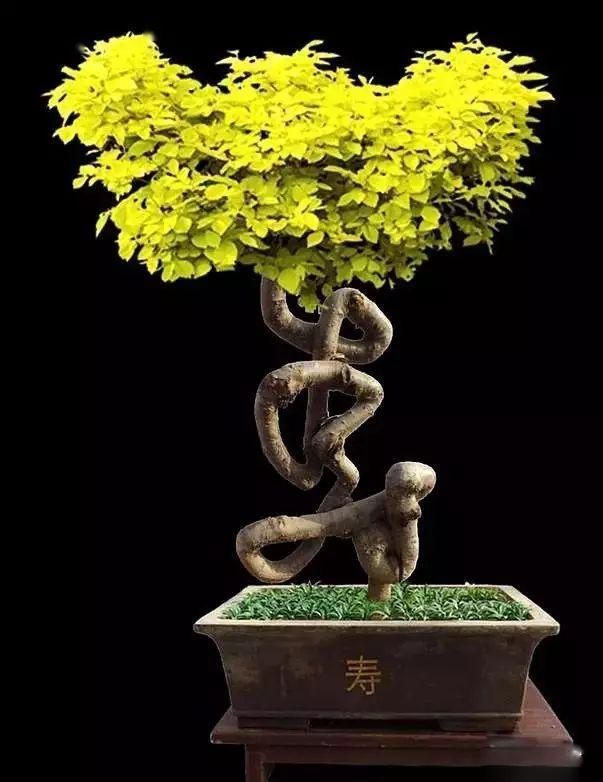 盆景上长出汉字是作秀还是艺术