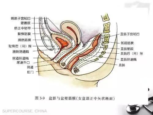 子宫前壁后壁图片