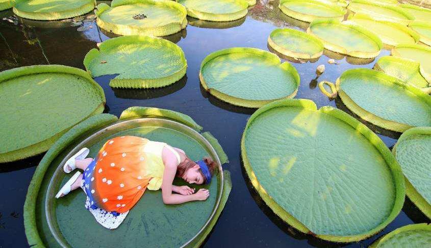 这莲花,叶子比轮胎还大,直径可达3米,见到的人不多_王莲