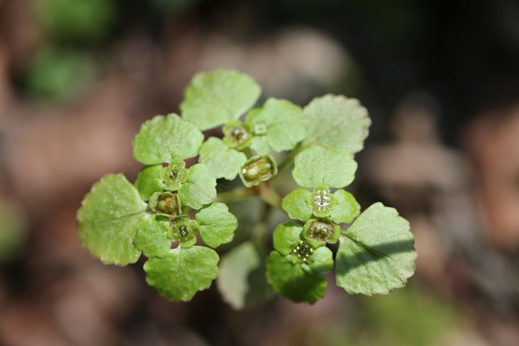 庆元植物1130虎耳草科金腰属绵毛金腰