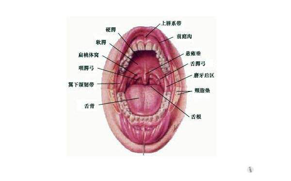 口腔及咽喉的意义在日常牛活中,有的人因患龋病或牙周病而出现牙痛,牙