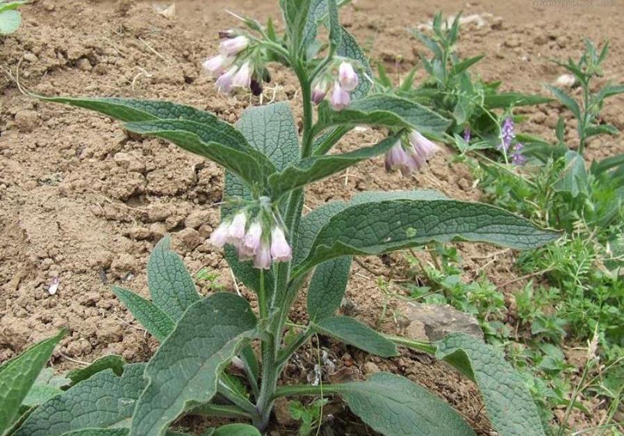 野外这杂草,见到是幸运,挖出根很值钱,一斤能卖150,认识吗_紫草