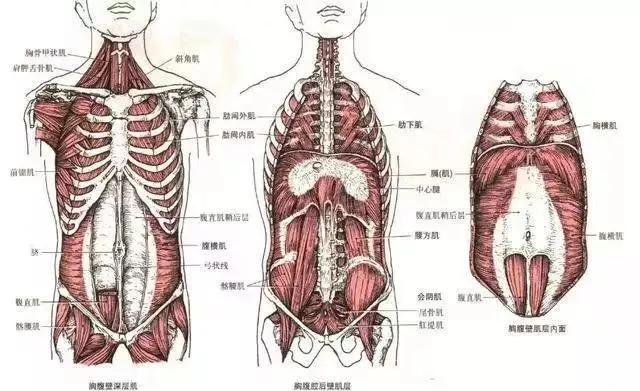腹前壁肌图解图片