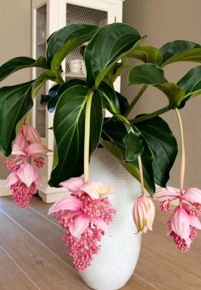 原创20种名贵耐阴花比绿萝好养摆客厅名贵又有范儿