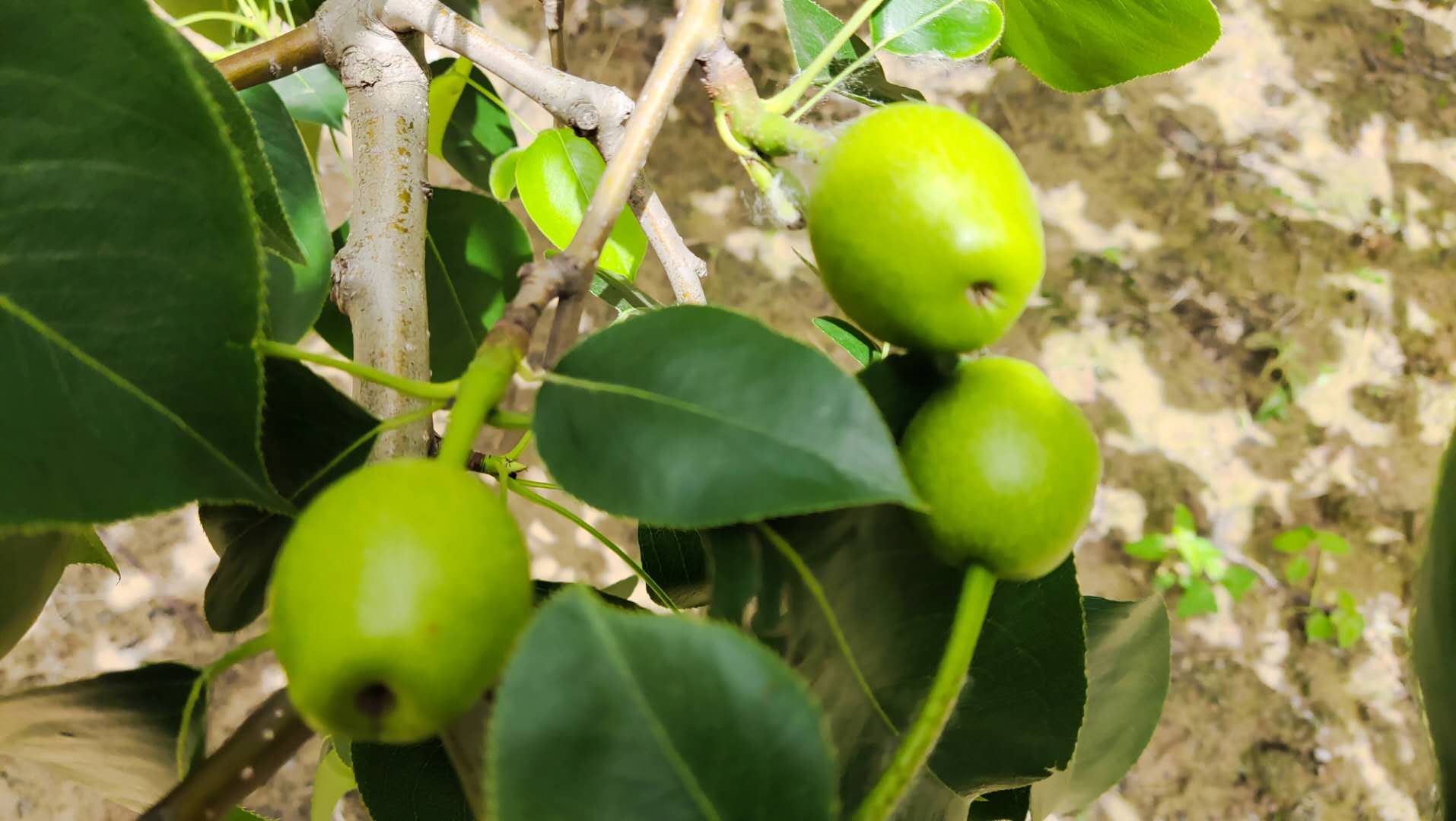 皖北地区种植早梨获得高产量,抓好套袋前后的7项工作很关键