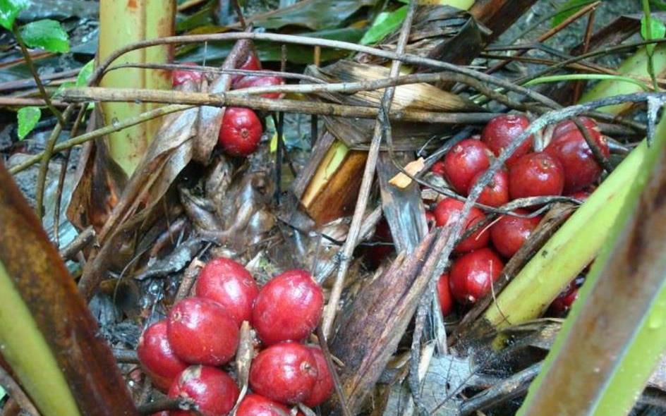 原创长在地上的红果子见到要珍惜目前收购价20多元一斤