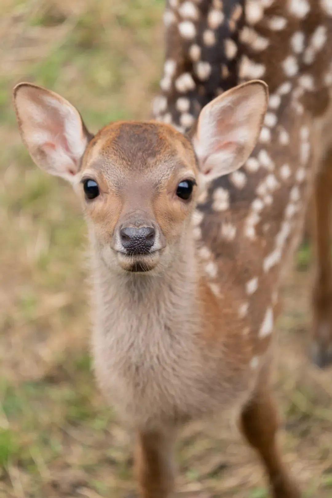萌翻网友的"奈良小奶鹿" ,一出生就面临生存危机.