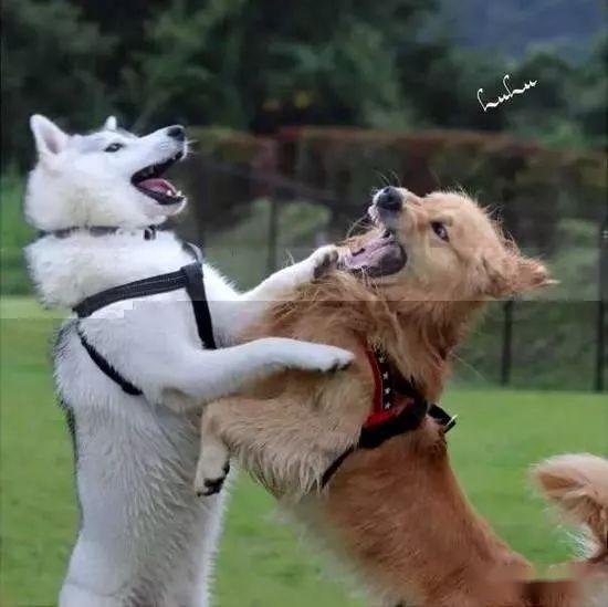 金毛和二哈放在一起会怎样?_哈士奇