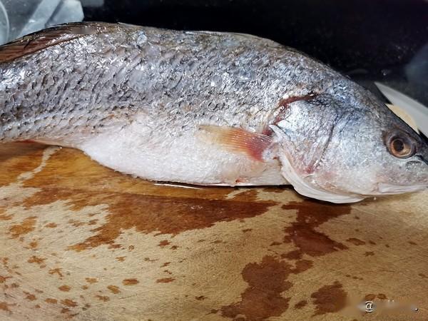 〈具体做法〉|步骤|春只鱼刮鳞去腮(可请鱼老板代劳),从鱼背划开,一定