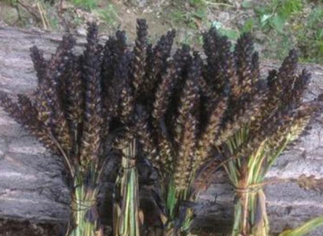 童年美味——烤小麦