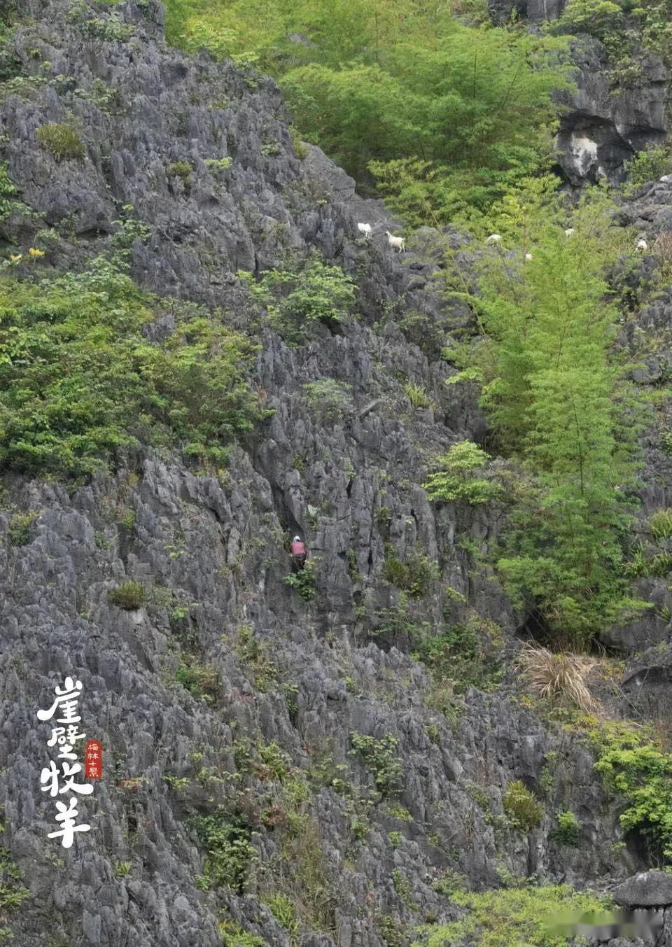 央视报道我校荷赛奖摄影师傅拥军用镜头记录梅林村的春天