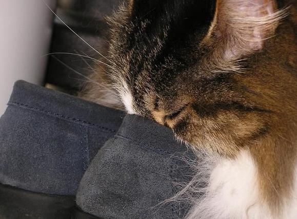 这些气味猫最爱闻,第一种给猫闻一下,它就飘飘欲仙了