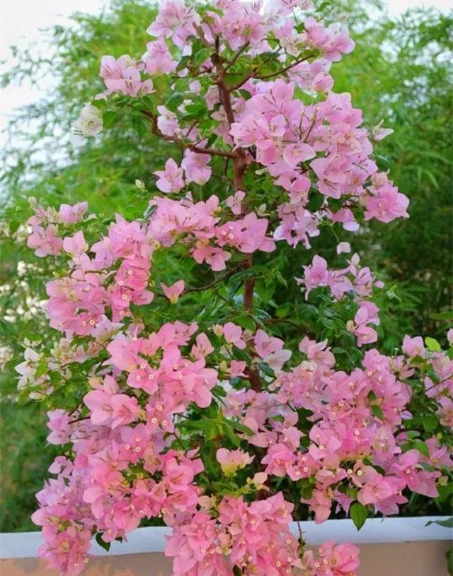 原创养了5年的三角梅一长高就砍终于变成精品老桩