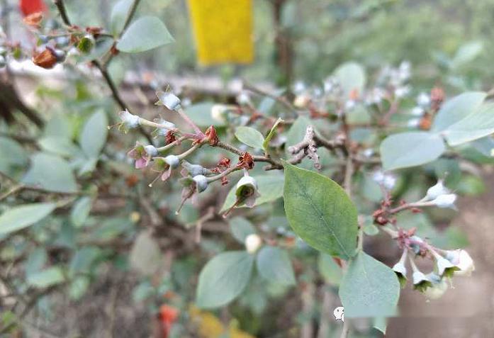 蓝莓僵果小果严重究竟是啥问题,咋治?