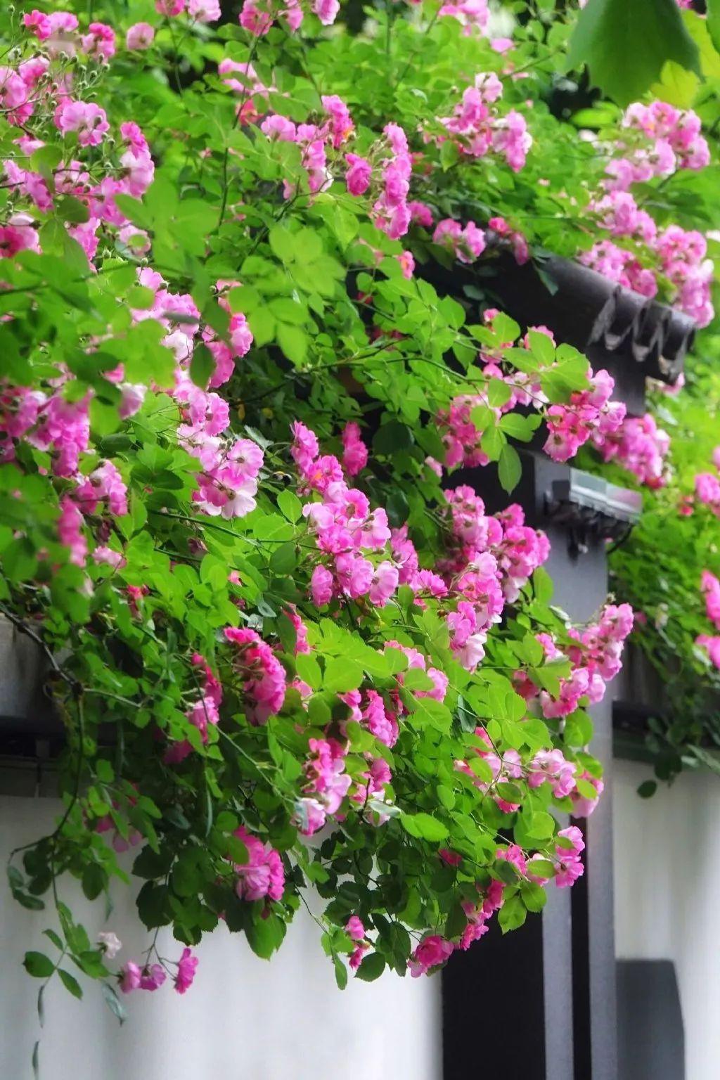 满架蔷薇一院香