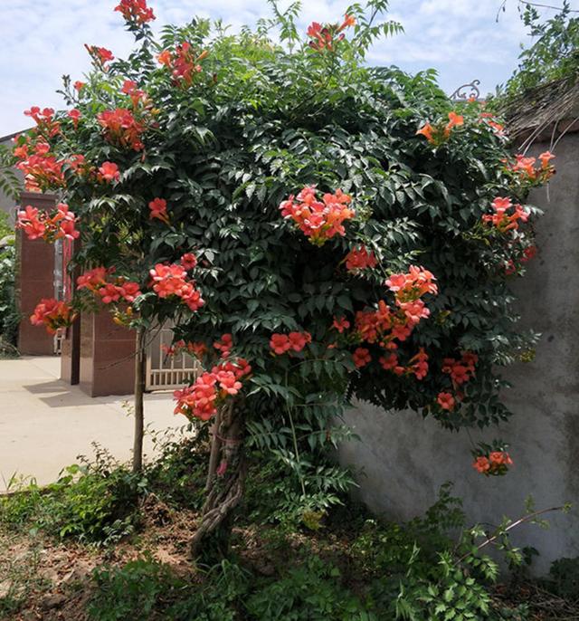 家里有个小院,一定要种上这些花,简直太美了!