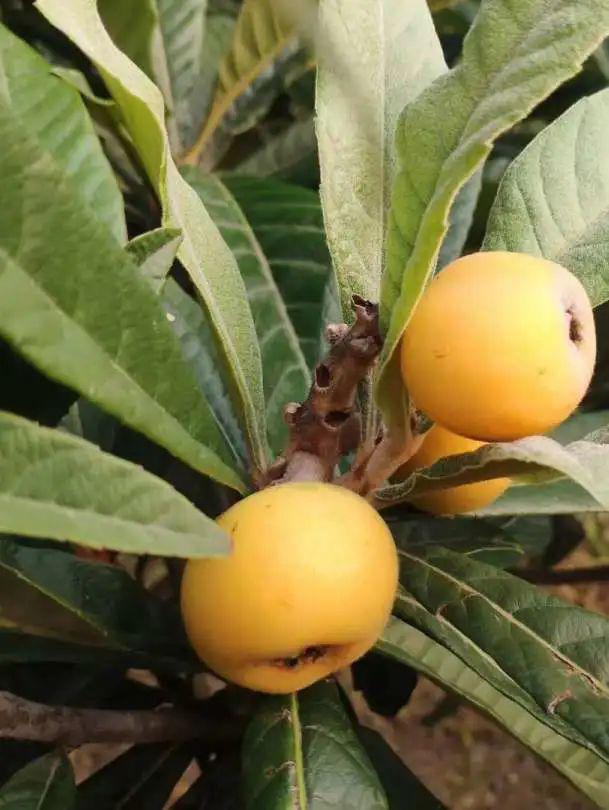 【夏日の清单】鲜甜爆汁的枇杷,地道的太湖鲜食,惬意小岛隐居生活都藏