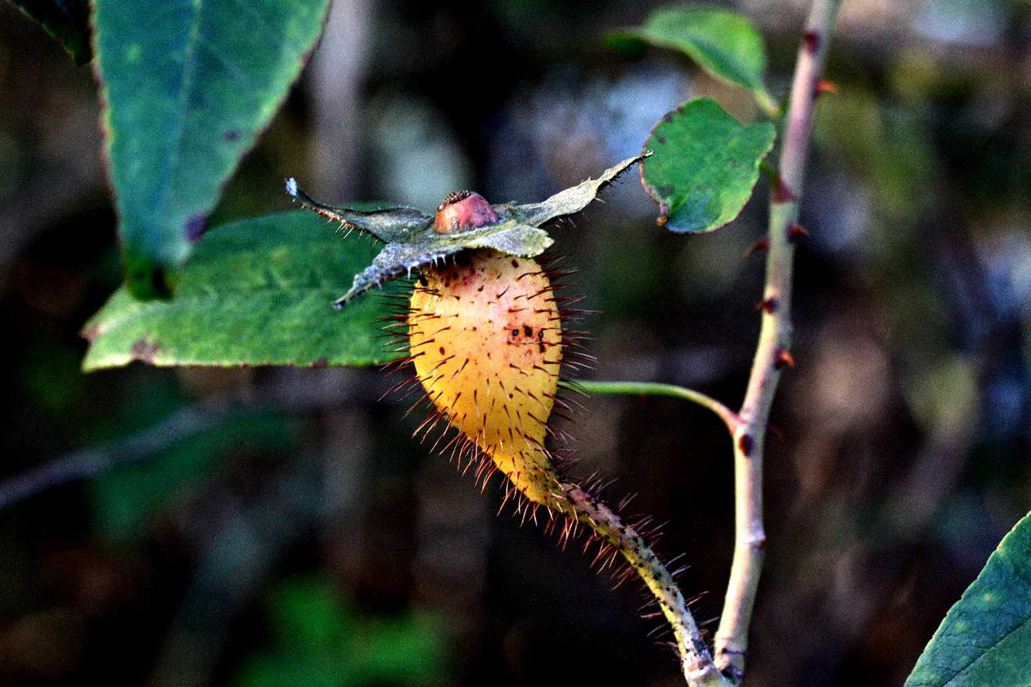 原创农村4种带刺野果曾是农村娃零食如今成高钙水果见到别错过