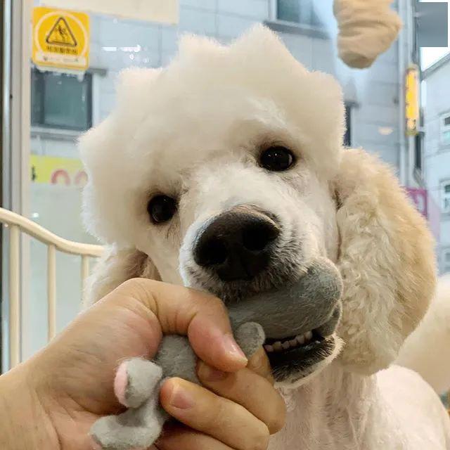 网友带家里的巨贵去剪毛剪完后大家都笑了这造型绝了