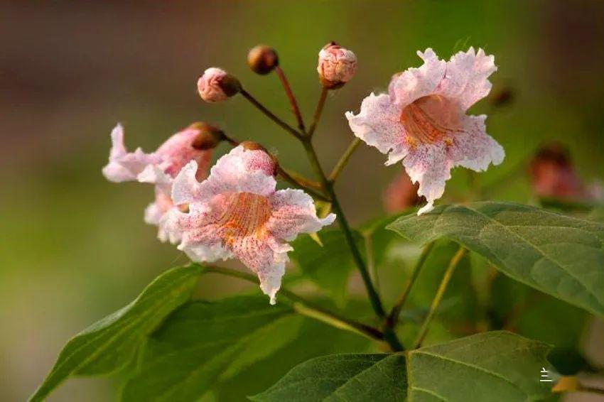 兰花花 | 想要告诉你一棵楸树开花的样子