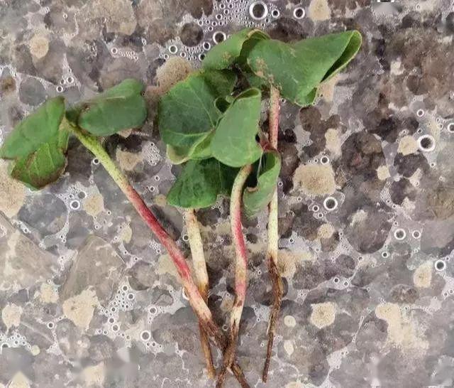 【棉花种植】棉花苗期遇频繁降雨,降温,大风天气,僵苗和死苗,黄苗如何