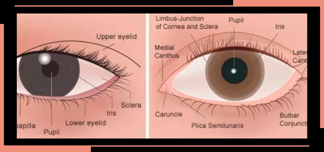 1,眼头向内包,呈微微蒙古褶状让你怎么画都不会出错!
