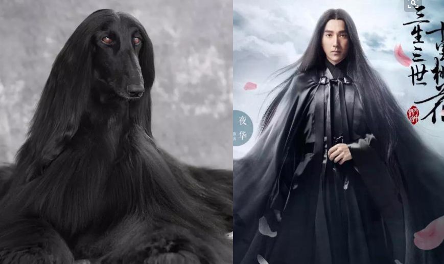 阿美从来没有想过有一天,会羡慕狗子的发量……夜华的黑长直赢了!