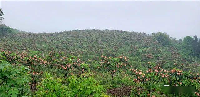 刷屏丨丰都千亩五星枇杷已成熟第二届枇杷盛果节来了附玩耍攻略采摘