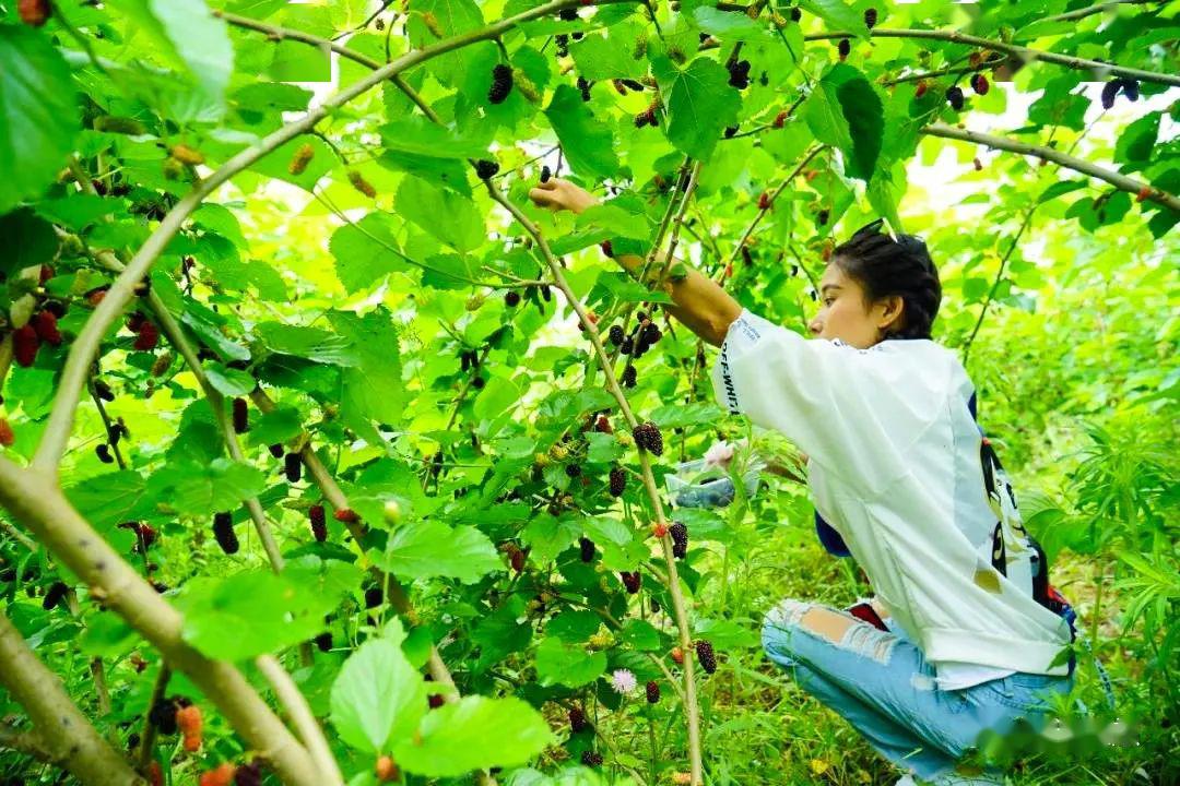 南阳湖农场采摘园图片