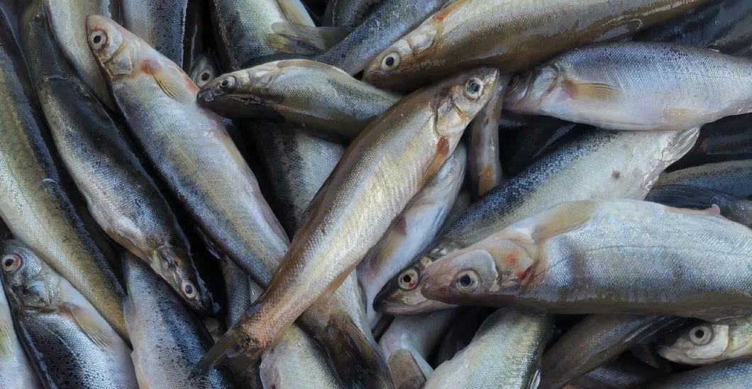 冷水鱼是鱼的一个种类,人们按照鱼类对于生活环境,尤其是水温的要求