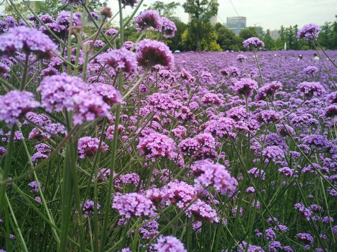 它原产于南美洲(巴西,阿根廷等地).喜阳光充足环境,怕雨涝.