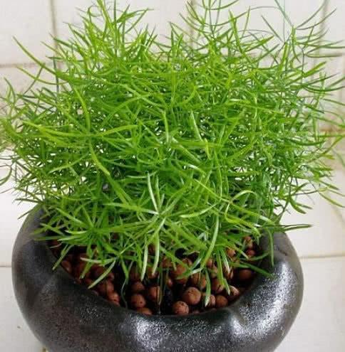 最旺运的"武竹",一年四季叶色翠绿,家里养上一盆,好运连连!