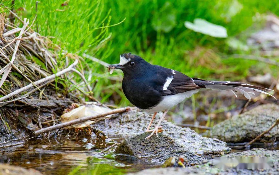 陕西省神木市发现稀有鸟类"白额燕尾"_陕北