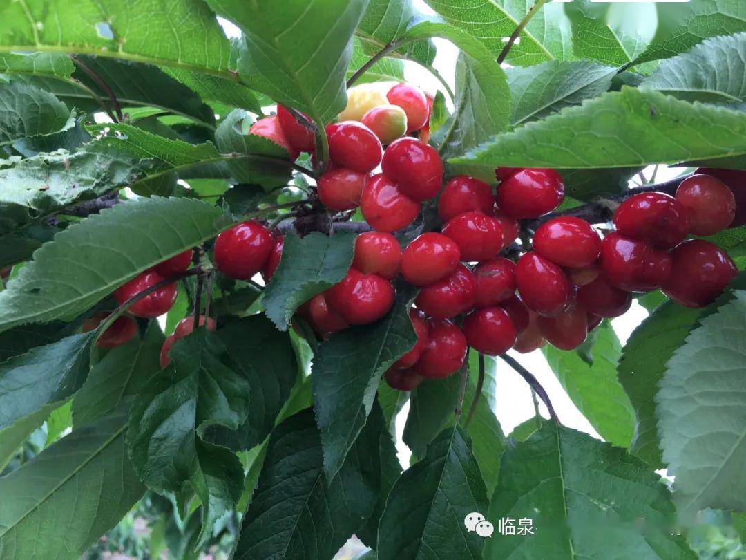 车厘子成熟上市,杨桥邀您共享美味!_种植