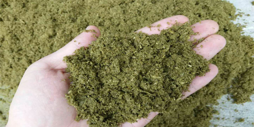 构树发酵现在就要开始啦