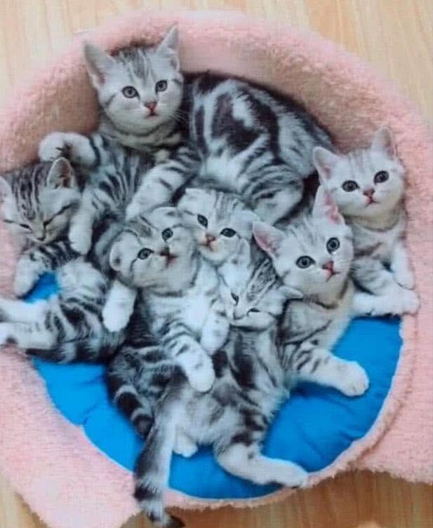 原创母猫生了一窝小猫主人开心坏了足足价值2万元啊